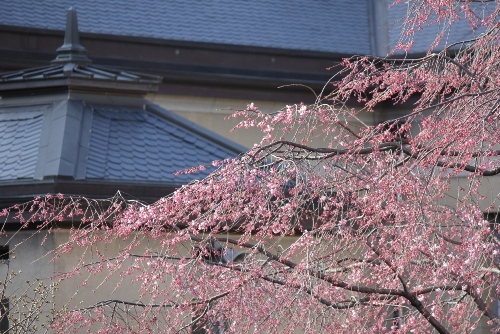 1784-12.4.1祇園枝垂れ　横西側屋根　横.jpg